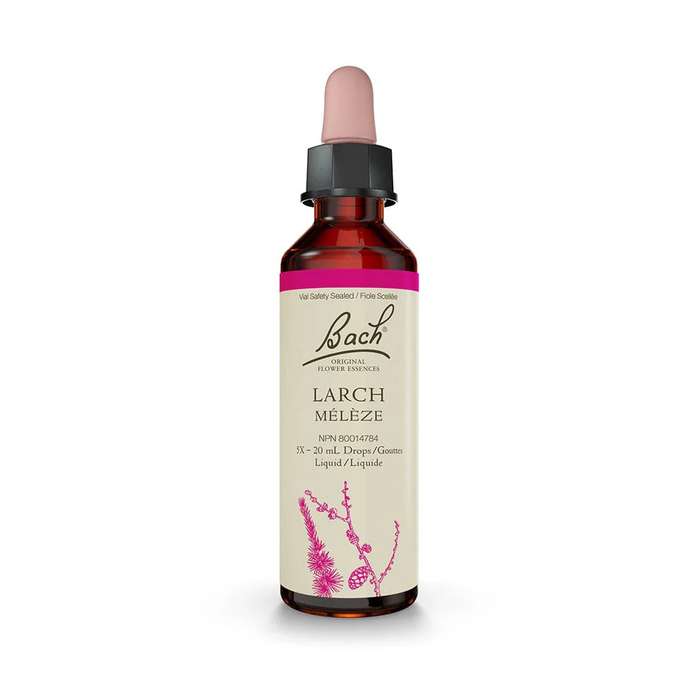 Bach Larch