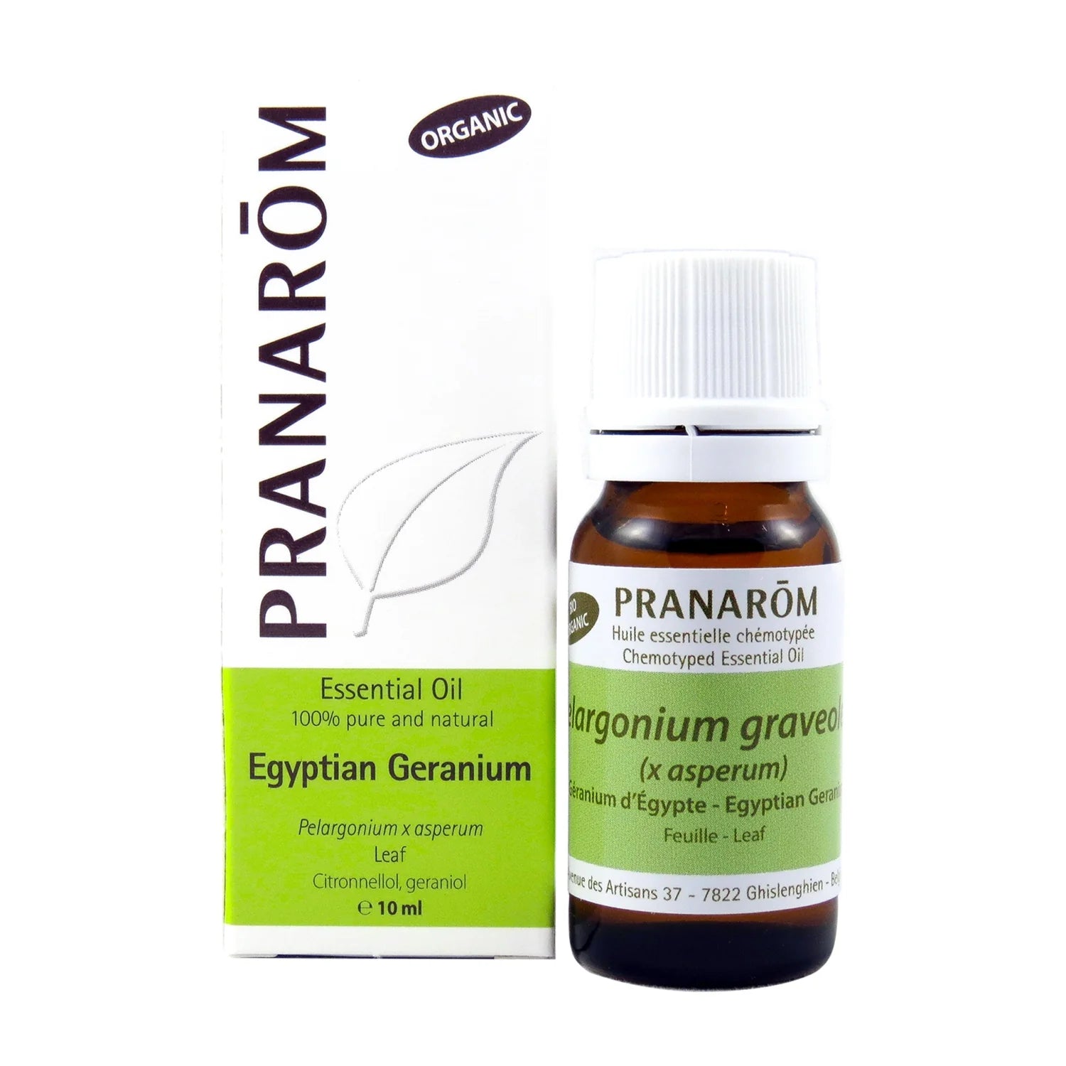 Egyptian Geranium
