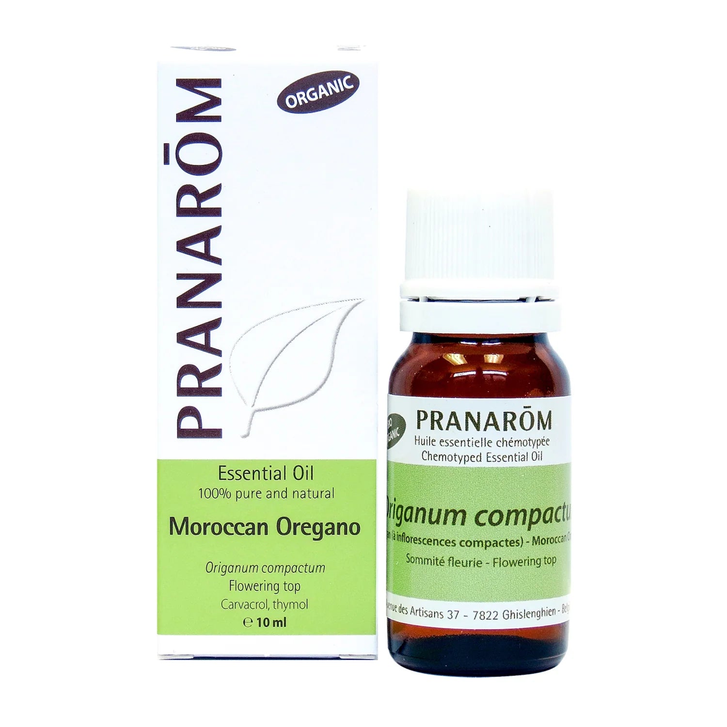 Moroccan Oregano