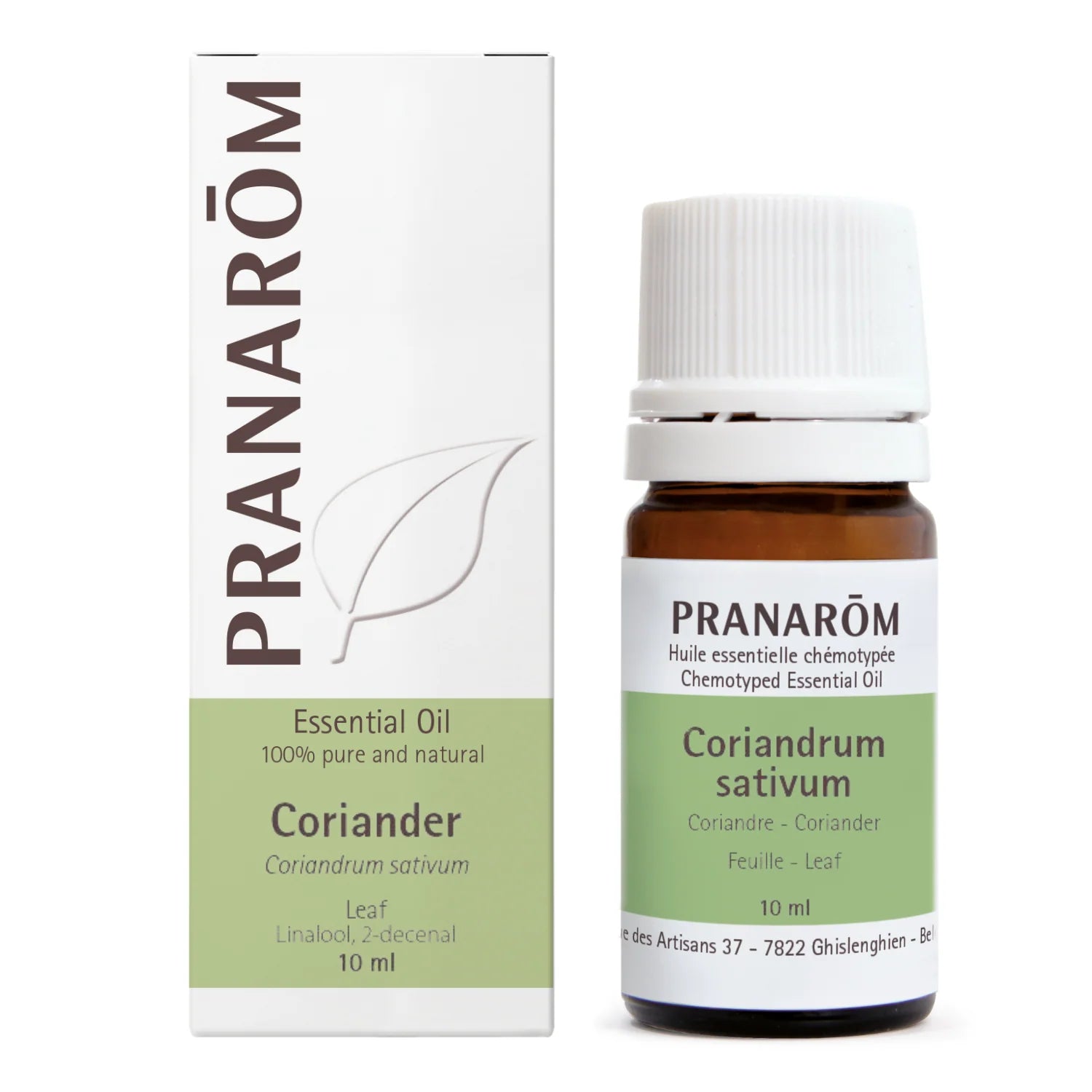 Coriander