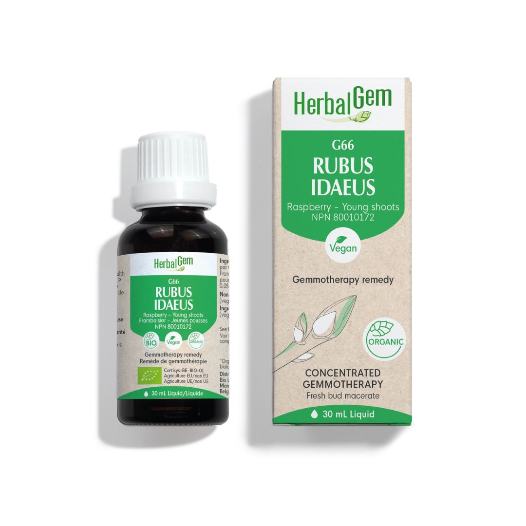 Rubus idaeus (Raspberry) G66