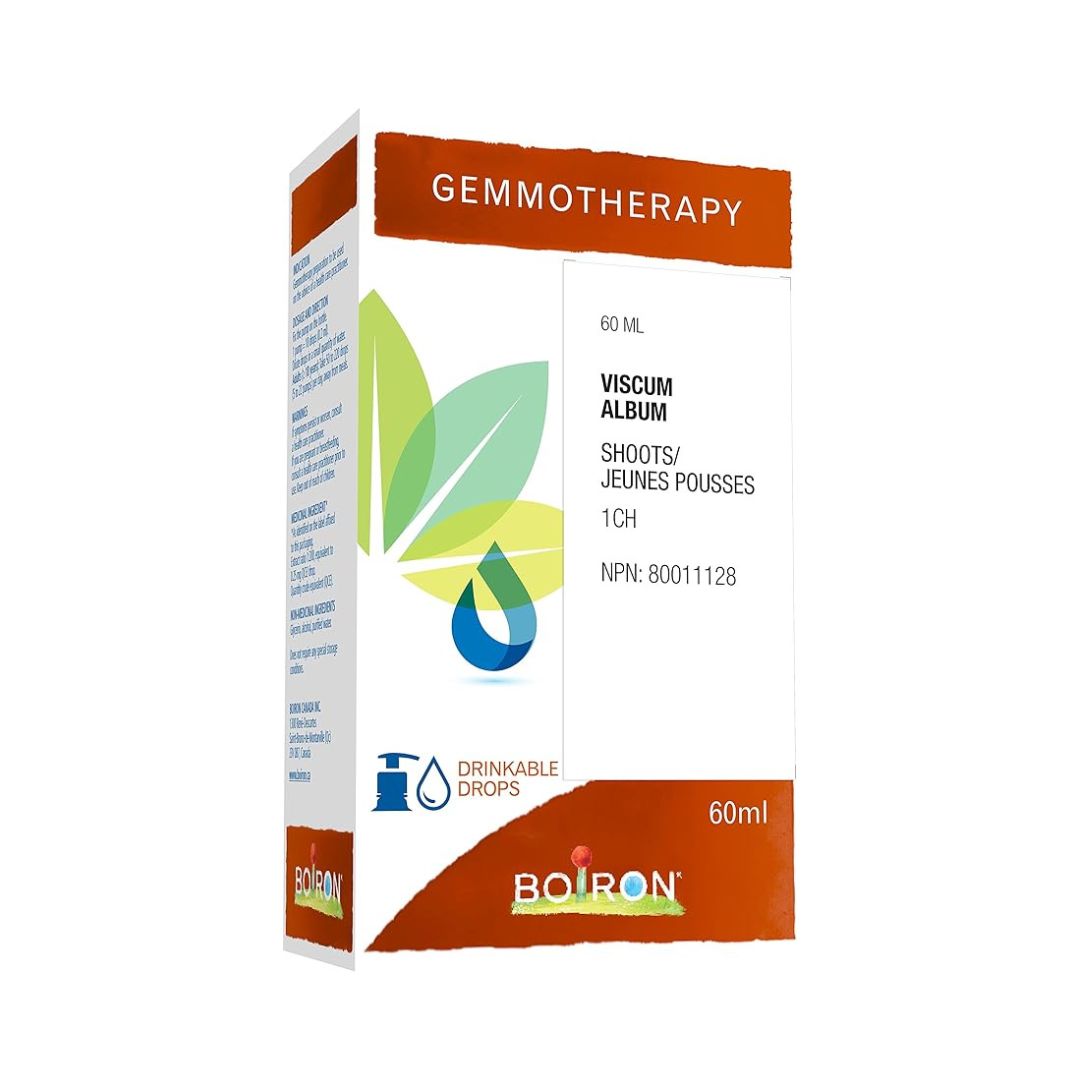 Viscum Album 1DH Gemmotherapy